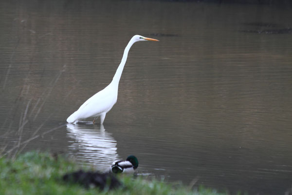 Silberreiher, Neuwiedenthaler Graben - Foto: Volker Svensson