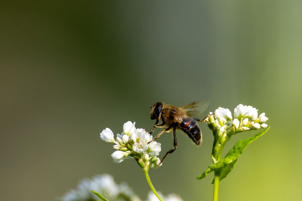 Foto: Andreas Spott