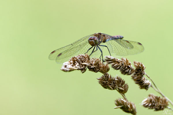 Porträt auf dem Zweig - Foto: Riccardo Zschau