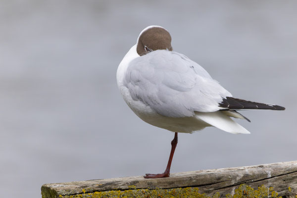 "Ich seh dich genau" - Foto: Pertti Raunto