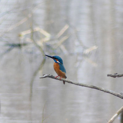 Eisvogel, Seeveniederung - Foto: Elvira Lütt