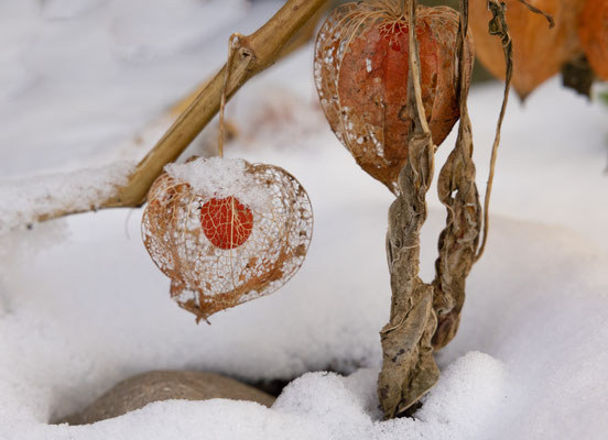 Physalis im Schnee, Kloster Uetersen - Foto: Pertti Raunto