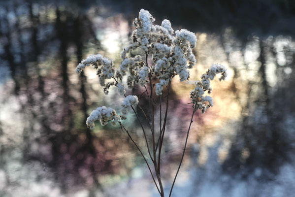 Samenstand der kanadische Goldrute am Wassergraben in Kleinmoor - Foto: Gesine Schwerdtfeger