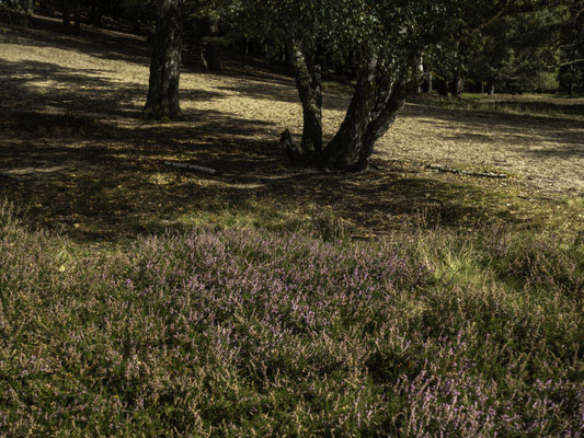 Fischbeker-Heide - Foto: Gesche Andresen