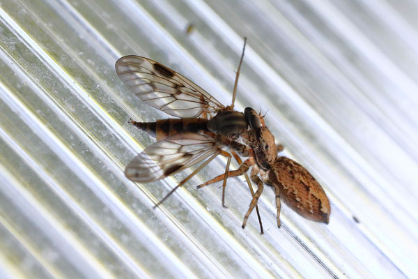Springspinne mit Skorpionfliege - Foto: Uta Svensson