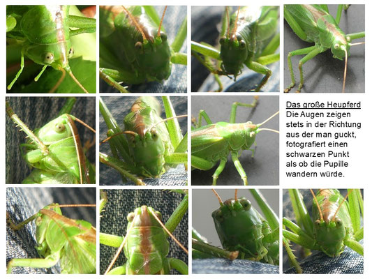 Pupillen des großen Heupferds - Ort: Finkenwerder - Foto: Gesine Schwerdtfeger