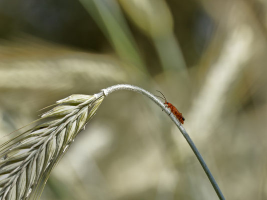 Roter Weichkäfer - Foto: Dagmar Esfandiari