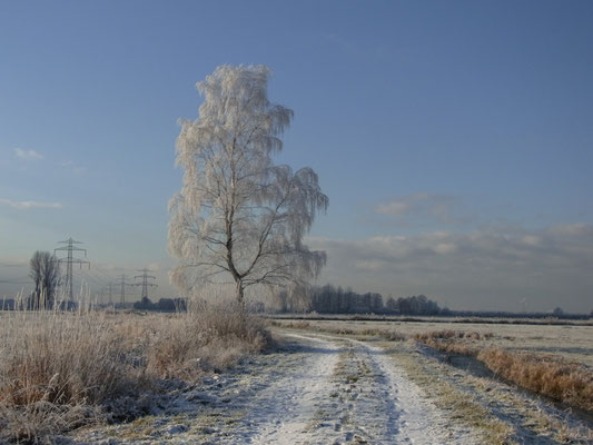 20101128_Die_große_Birke_im_Rauhreif_im_Moorgürtel_Gesine_Schwerdtfeger