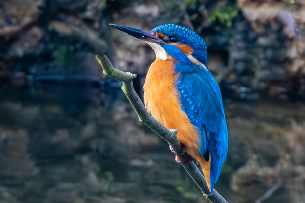 Eisvogel  - Ort: Ohlsdorfer Friedhof - Foto: Adolf Dobslaff