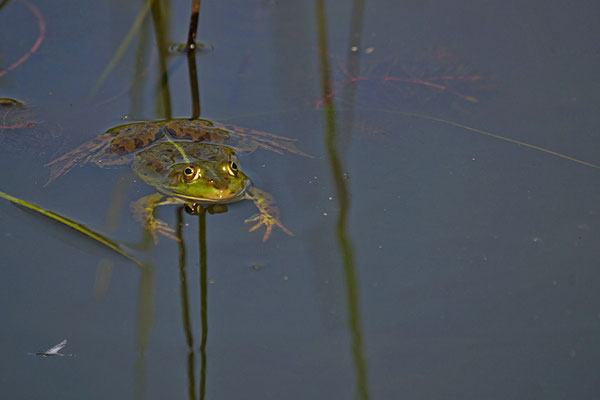 Foto: Karl-Horst Fricke