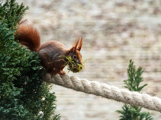 Eichhörnchen, Hausbruch - Foto: Dagmar Esfandiari