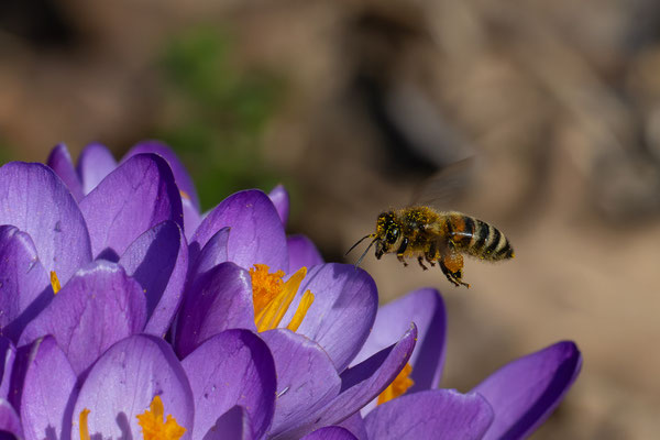 Honigbiene - Ort: Buxtehude - Foto: Sabrina Hopp