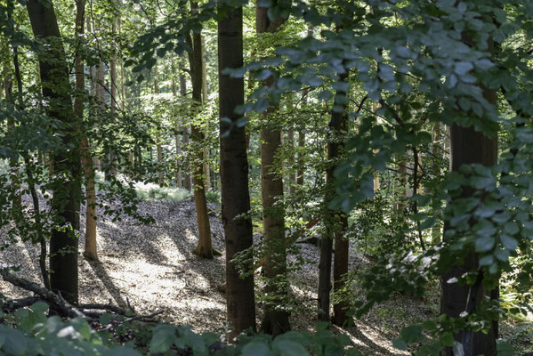 Ehestorfer Buchenwald - Foto: Gesche Andresen