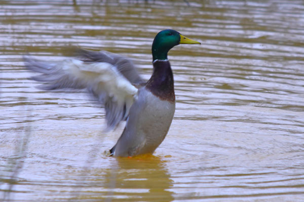 Stockente, Kreetortteich - Foto: Volker Svensson