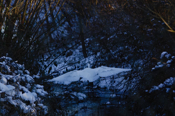 Silberreiher, eine Schönheit im Schnee - Foto: Marina Staniek