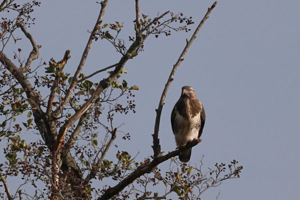 Mäusebussard - Ort: Neuwiedenthal - Foto: Volker Svensson