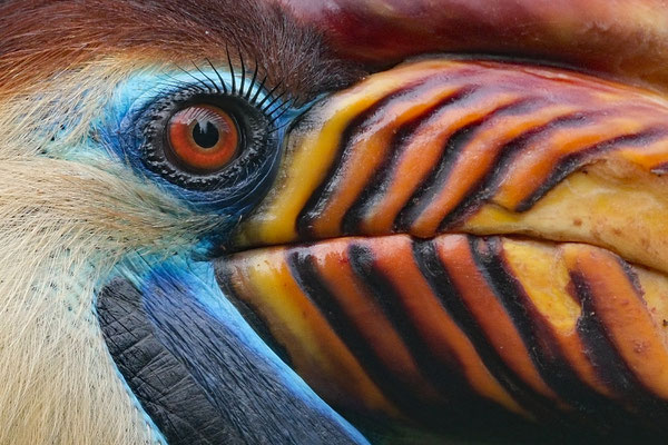 Doppelhornvogel - Ort: Vogelpark Walsrode - Foto: Romana Thurz