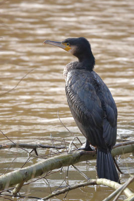 Kormoran - Ort: Neuwiedenthal - Foto: Uta Svensson