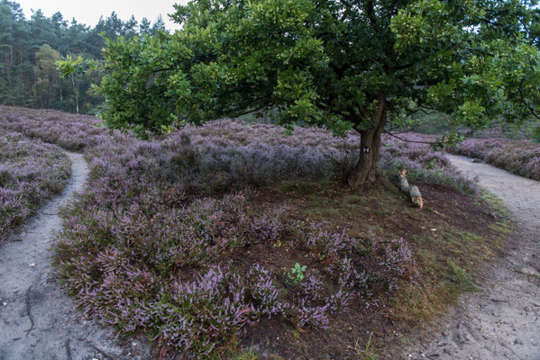 Fischbeker Heide - Foto: Gesche Andresen