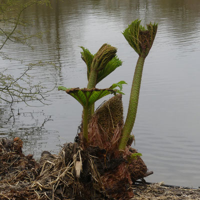 Mamutblatt noch klein - Ort: Loki-Schmidt-Garten - Foto: Gesine Schwerdtfeger