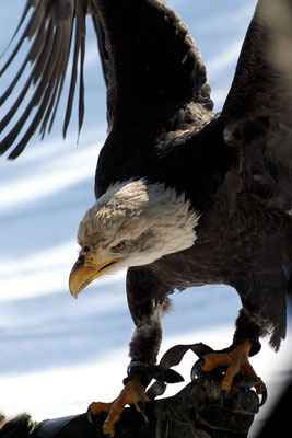 Weißkopfseeadler, Wildpark Schwarze Berge - Foto: Hans Dieckmeyer