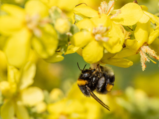 Erdhummel - Foto: Dirk Heindorf
