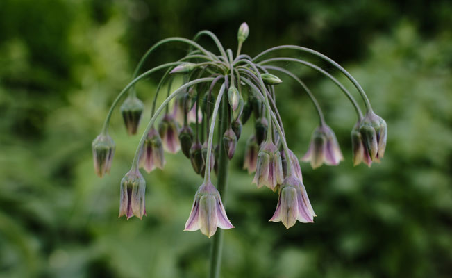 5. Platz 95 Punkte - Wer bin ich Blume - Foto: Romana Thurz