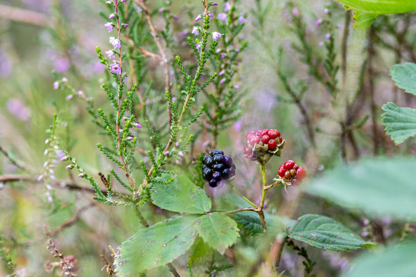 Brombeeren in der Heide - Foto: Pertti Raunto