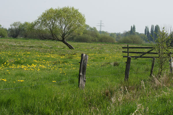 20110426_DSC00118_Hans_Dieckmeyer