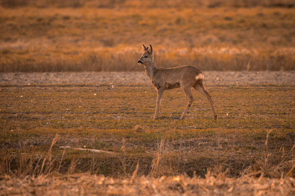 Rehbock in Wilhemsburg - Foto: Benjamin Trede
