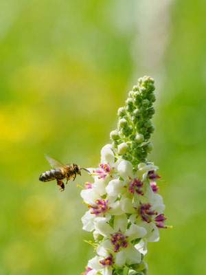 Weiße Königskerze mit Honigbiene - Foto: Dirk Heindorf