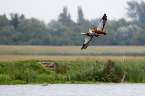 Rostgänse - Ort: Erbach/Donau - Foto: Pertti Raunto