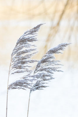 Foto: Britta Hamann