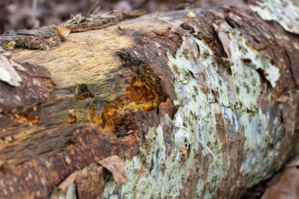 12. Platz - 112 Punkte - Ein Baum zerfällt - Foto: Andreas Spott