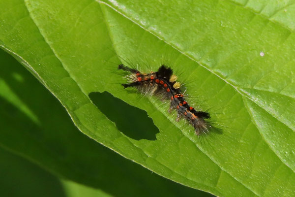 Raupe vom Schlehenspinner, Neuwiedenthal - Foto: Volker Svensson