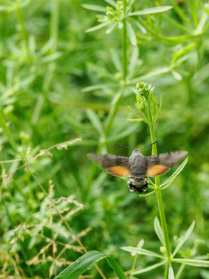 Taubenschwänzchen - Foto: Dirk Heindorf