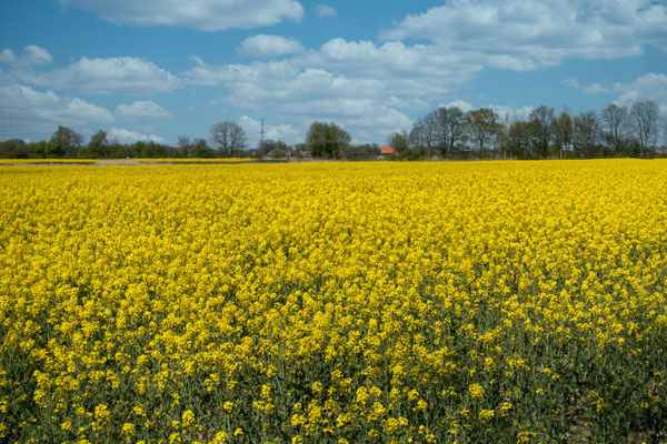 Rapsfeld, Vier- und Marschlande - Foto: Adolf Dobslaff