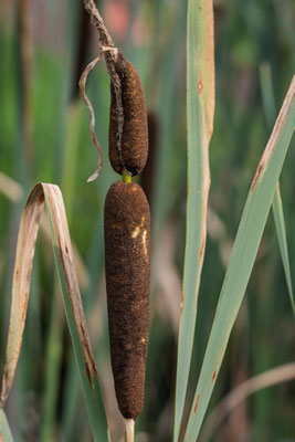 Foto: Holger Tobuschat