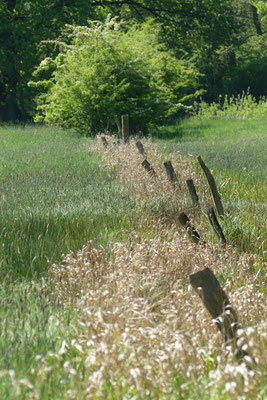 Kugelbusch - Foto: Gesine Schwerdtfeger