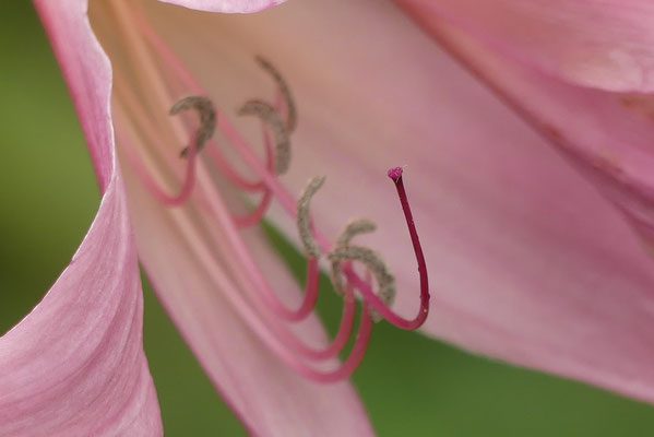 Exotische Blüte, Arboretum - Foto: Gesine Schwerdtfeger