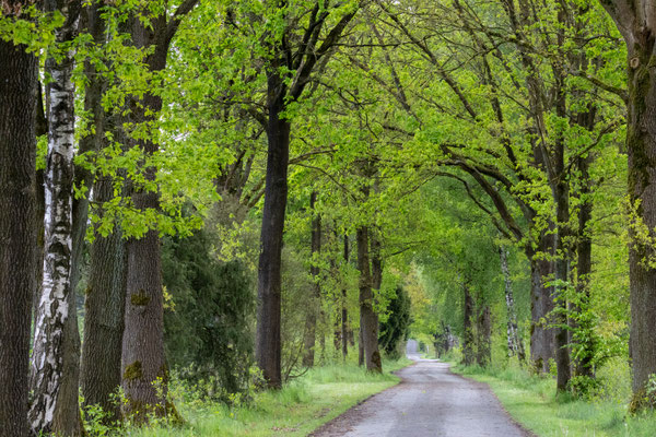 Allee in der Lünerburger Heide - Foto: Andreas Spott.