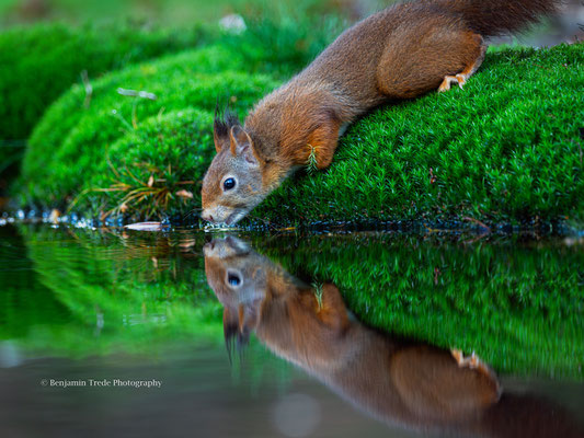 Eichhörnchen - Ort: Niederlande - Foto: Benjamin Trede