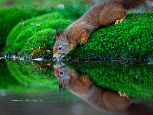 Eichhörnchen - Ort: Niederlande - Foto: Benjamin Trede