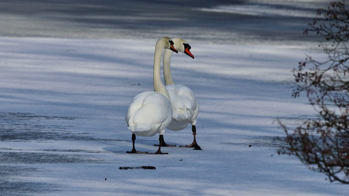 Höckerschwan-Eislauf - Foto: Lothar Boje