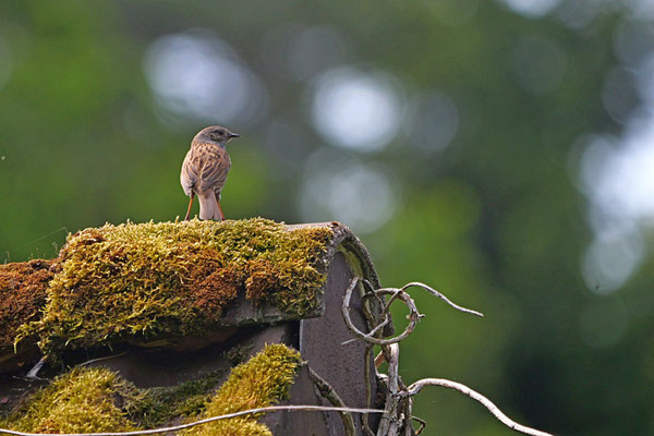 Heckenbraunelle - Ort: Buchholz - Foto: Karl-Horst Fricke