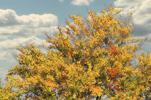 Herbstfärbung Buche - Foto: Adolf Dobslaff