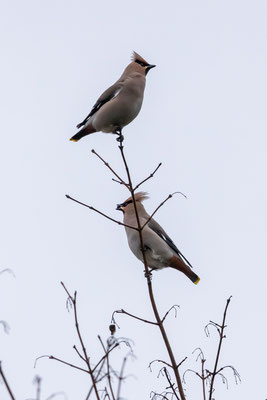 Seidenschwänze, Finkenwerder - Foto: Pertti Raunto