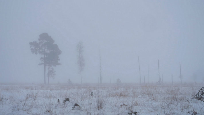 beinah unsichtbar - Ort: Pietzmoor - Foto: Karl-Horst Fricke