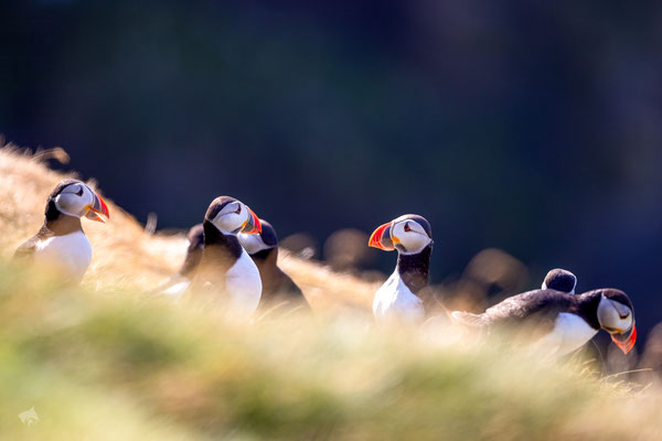 Plausch Unter Papageitauchern - Ort: Island - Foto: Janne Reisdorf