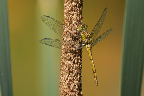 Große Heidelibelle - Foto: Pertti Raunto